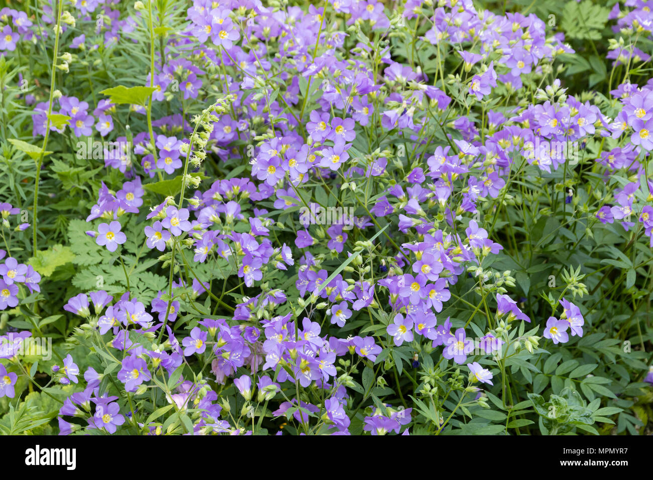 Massed early summer display of the herbaceous hardy perennial, Polemonium 'Lambrook Mauve' Stock Photo