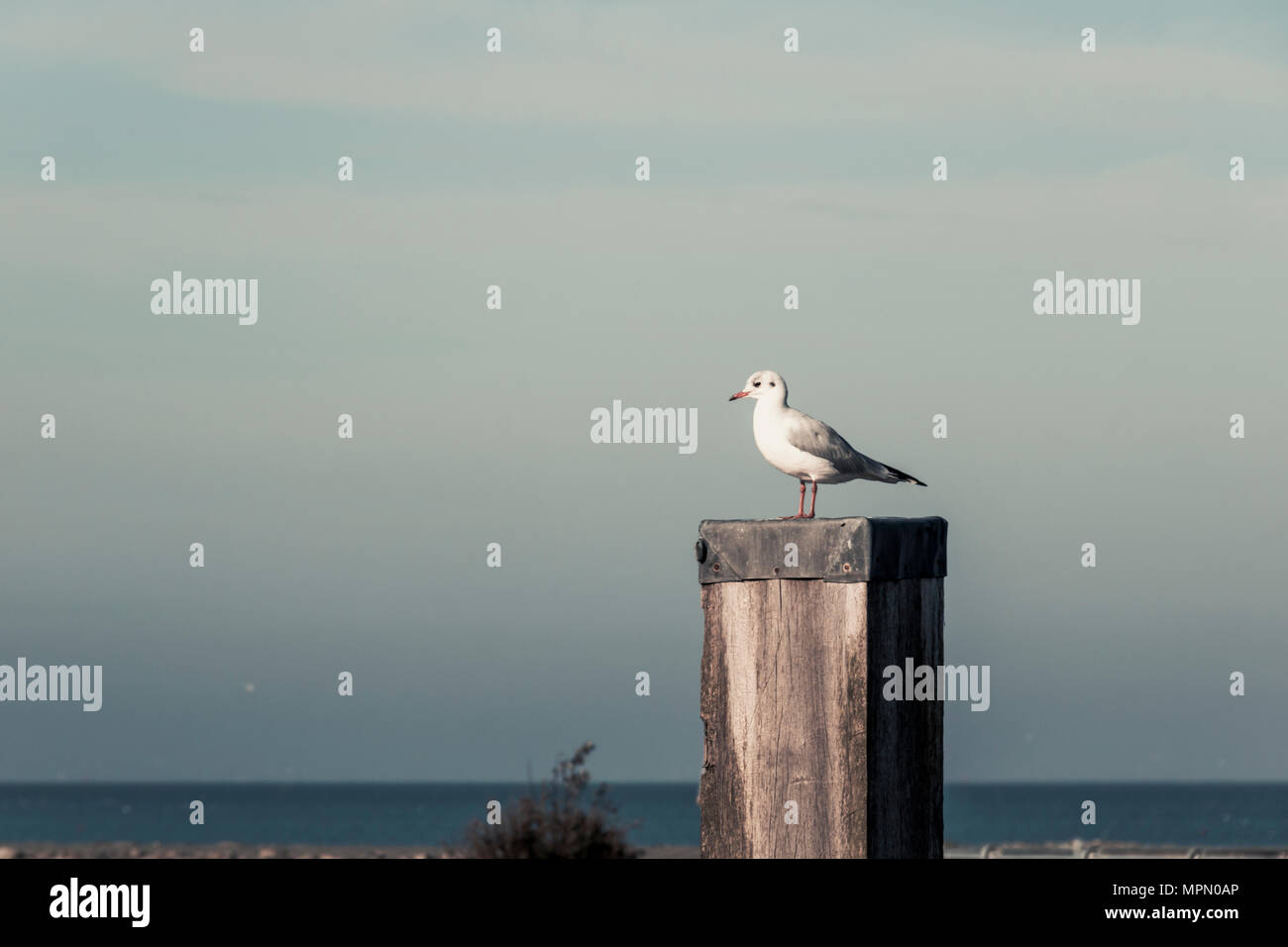 Germany, East Frisia, Seagull sitting on wooden pole Stock Photo