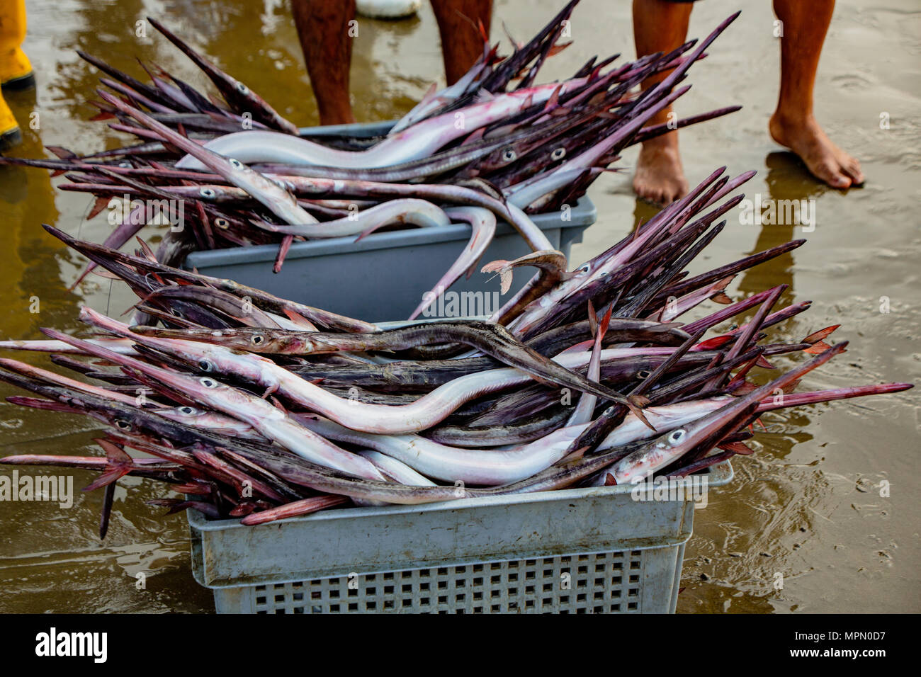 Baskets of needle nose garfish freshly caught, ready for gutting Stock Photo