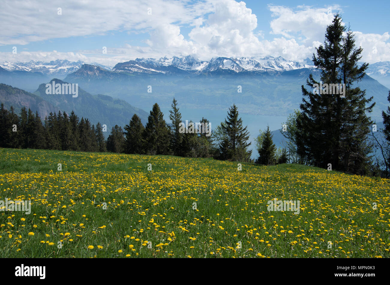 View of the swiss alps from Mount rigi with flowering dandelions and alpine forests in the foreground on a partly cloudy day. Stock Photo