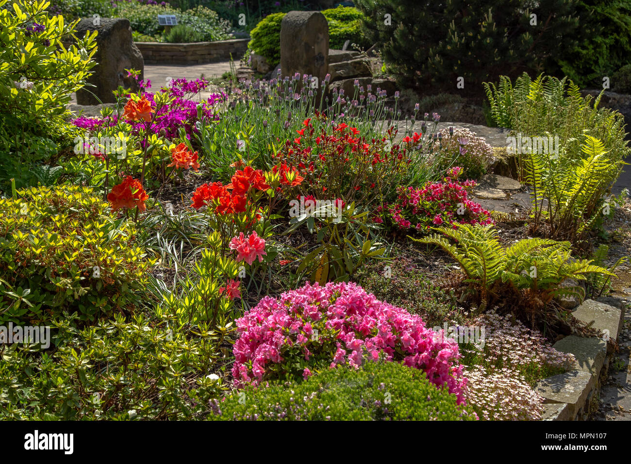 A spring flower bed. Spring colour where azaleas, lavender, ferns and variegated leaves provide colour in the garden. Stock Photo