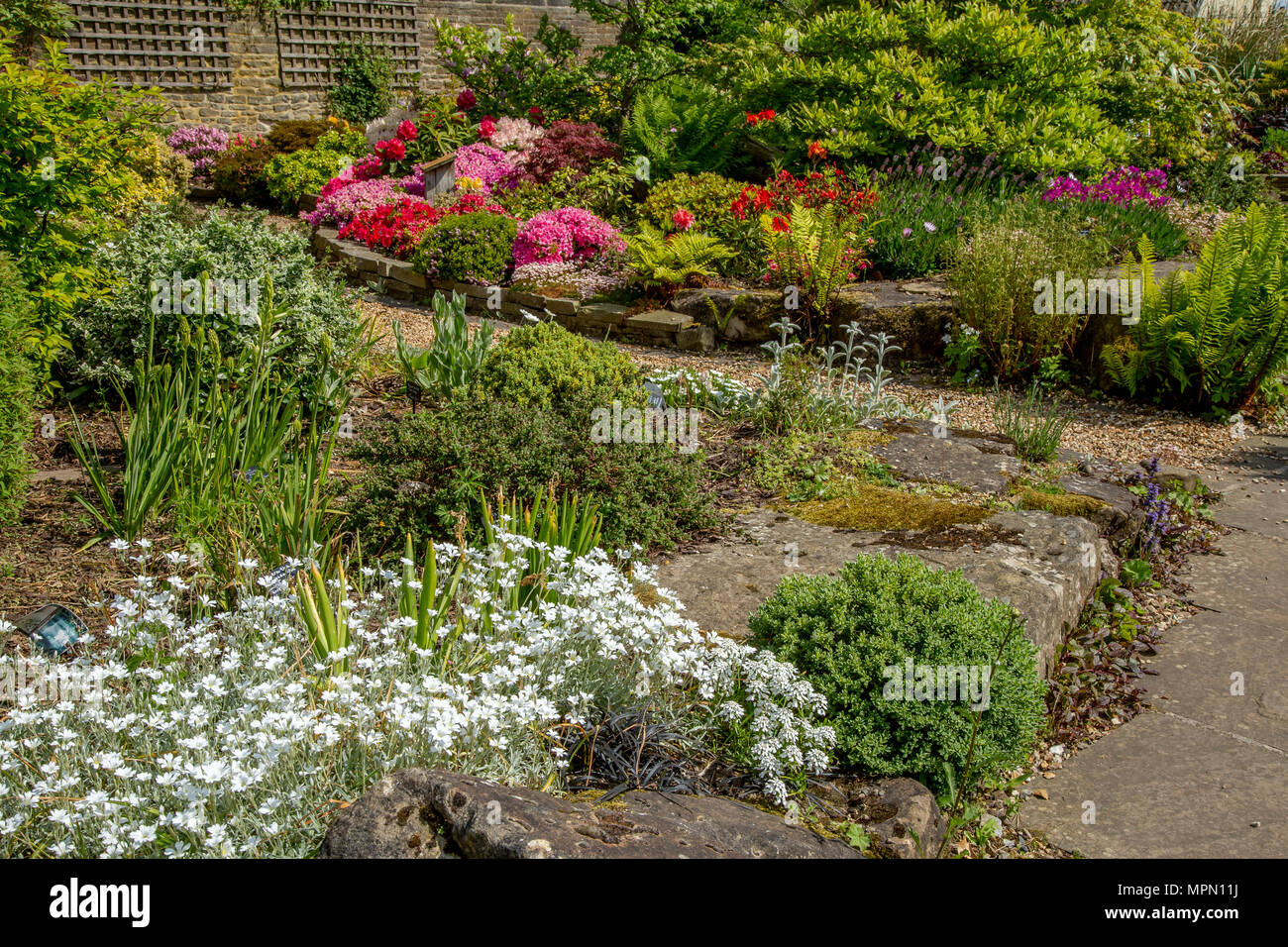 A spring flower bed. Spring colour where azaleas, lavender, ferns and variegated leaves provide colour in the garden. Stock Photo