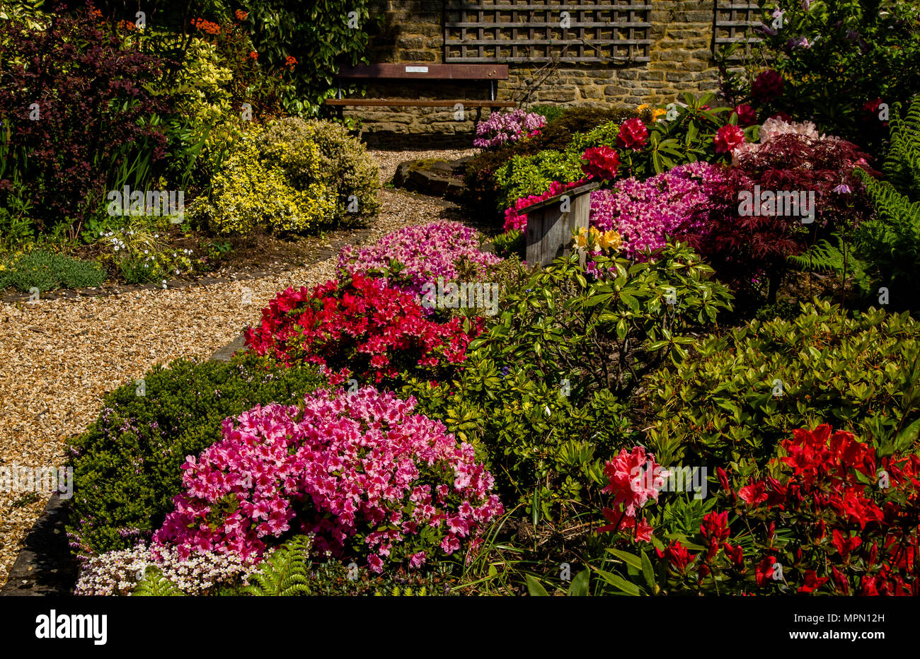 A spring flower bed. Spring colour where azaleas, lavender, ferns and variegated leaves provide colour in the garden. Stock Photo