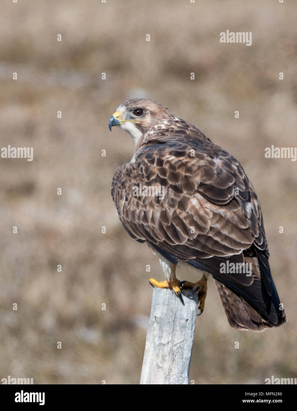 Swainson Hawk sits on a fence post, Police Outpost Lake, Alberta Stock Photo