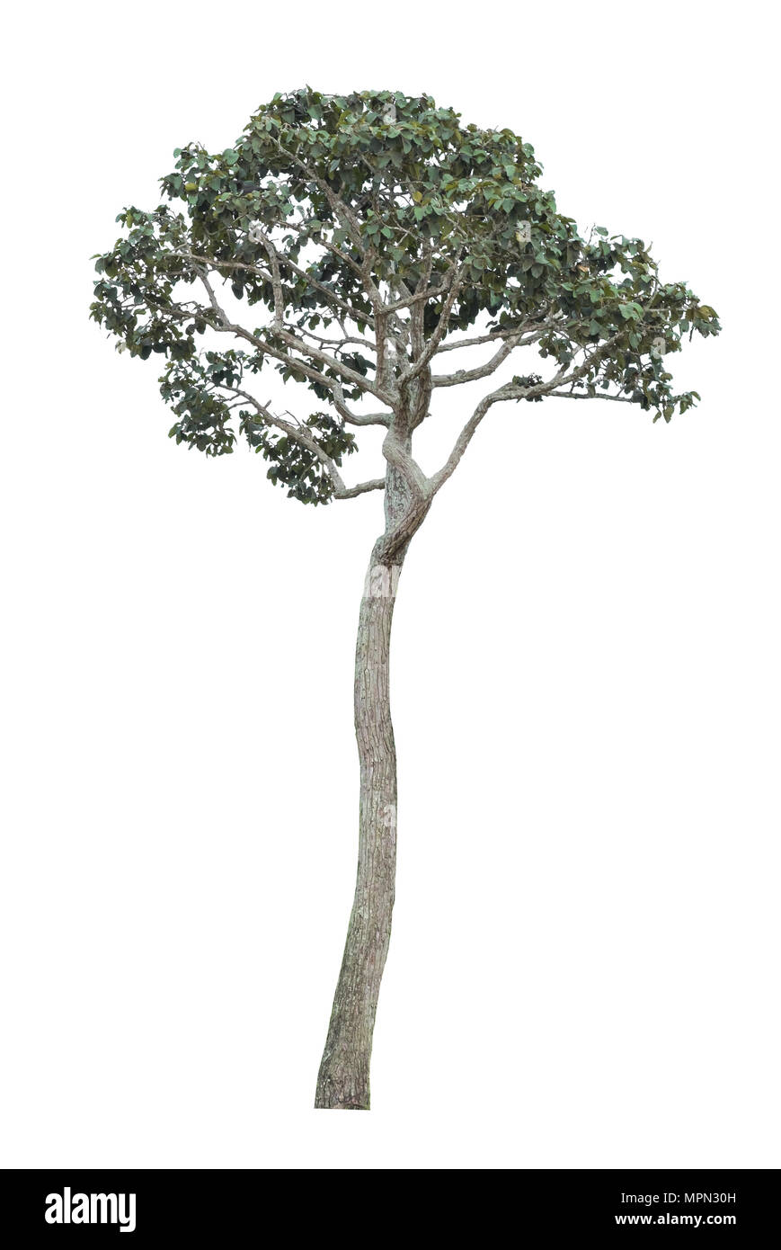 Green tree isolated on white background Stock Photo - Alamy
