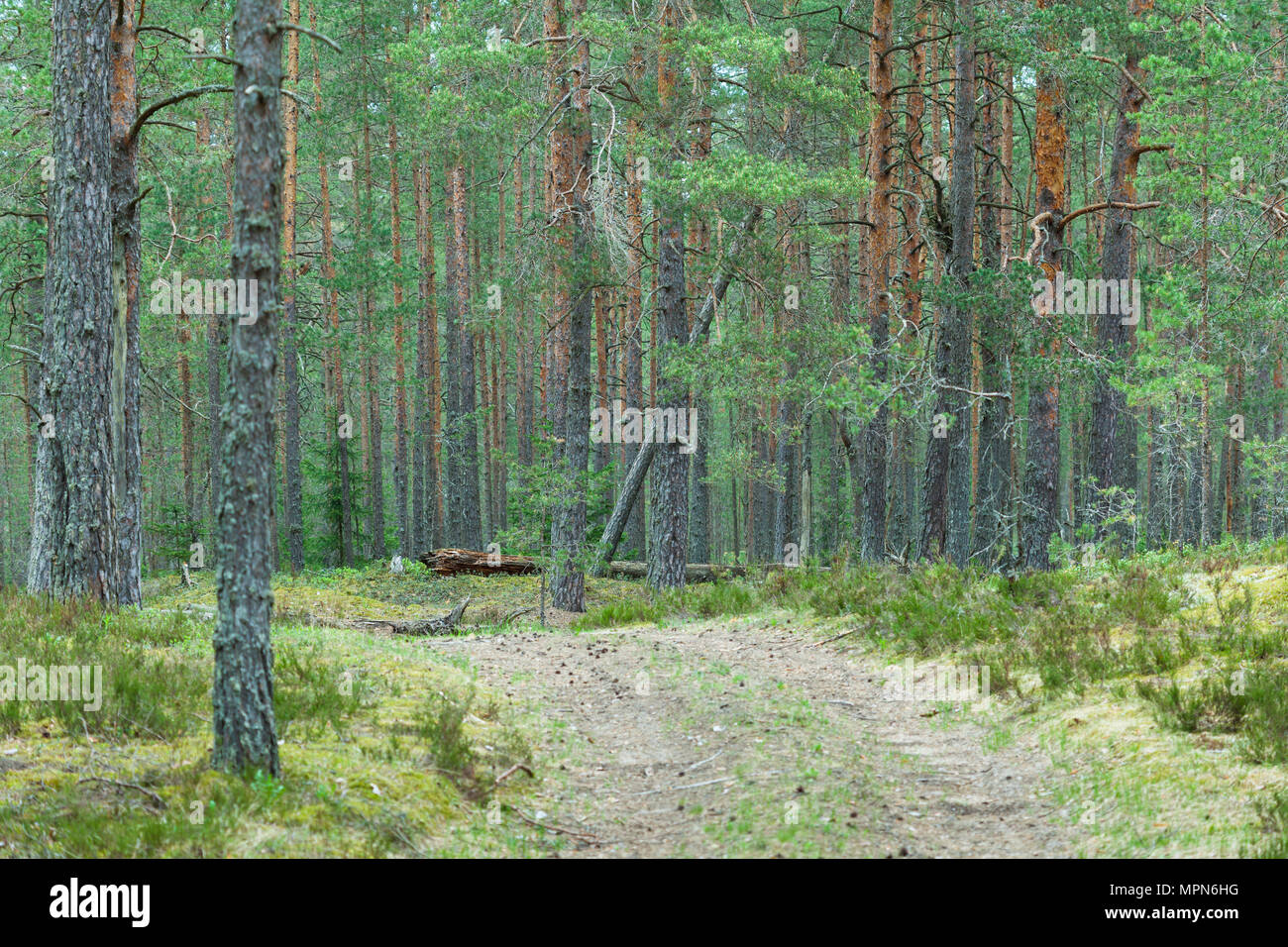 Road in pine forest on the Kurgalsky peninsula Stock Photo