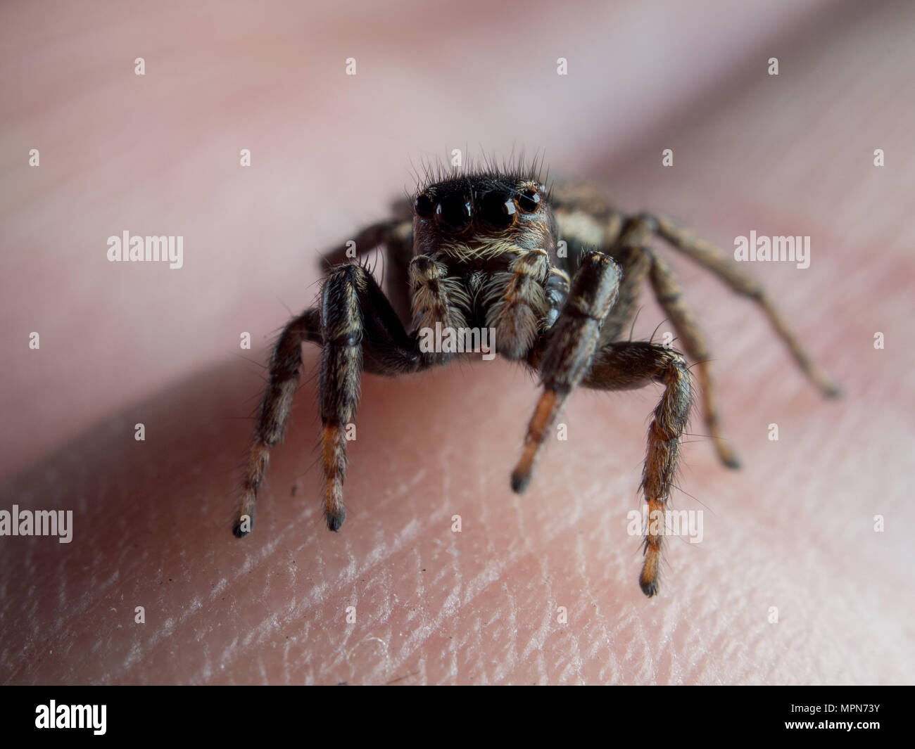 Jumping spider on a human finger (Salticidae) Stock Photo