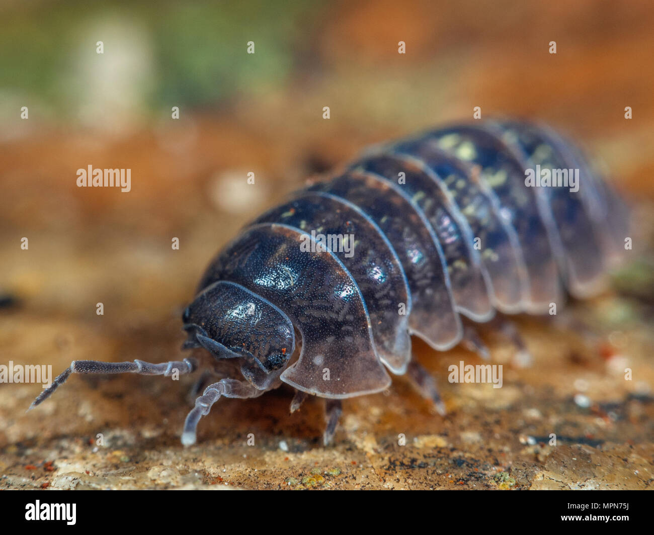 Macro of a pillbug (Isopod) from a garden Stock Photo