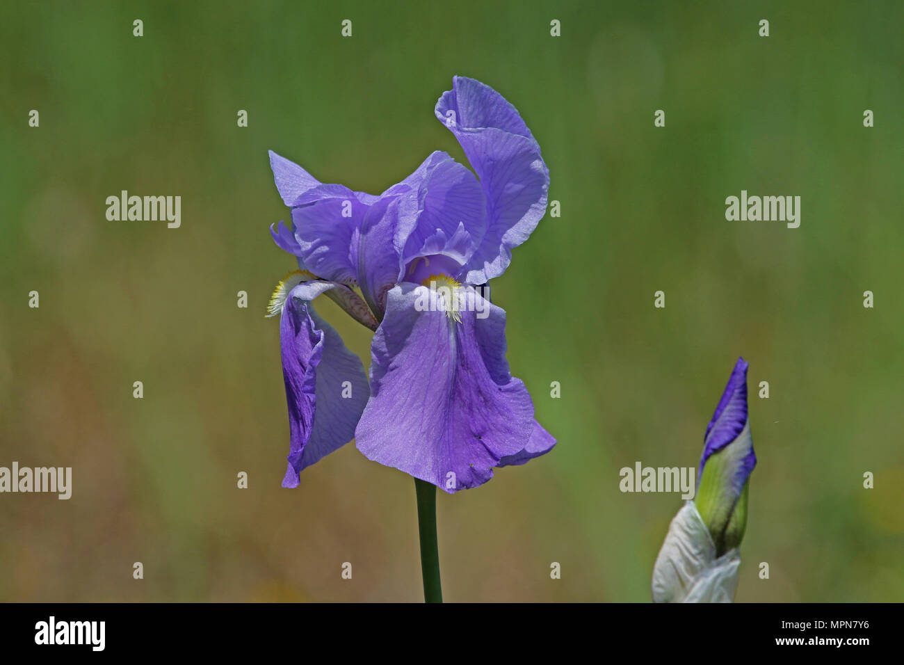 Iris latin name hires stock photography and images Alamy