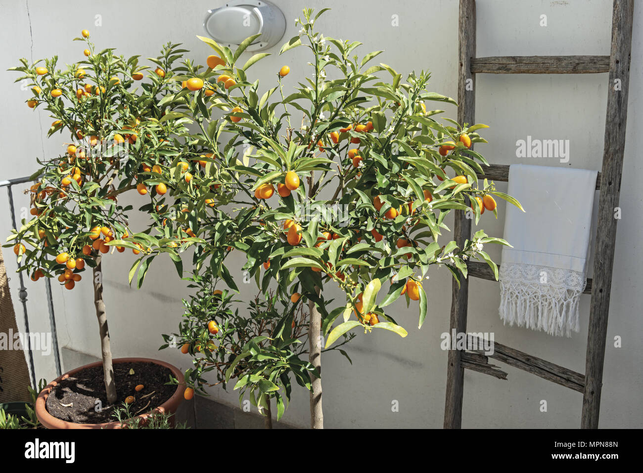 Chinese mandarin kumquat plant and fruit Chinese mandarin kumquat plant ...