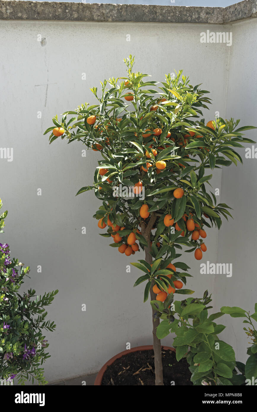 Chinese Mandarin Kumquat Plant And Fruit Chinese Mandarin Kumquat Plant