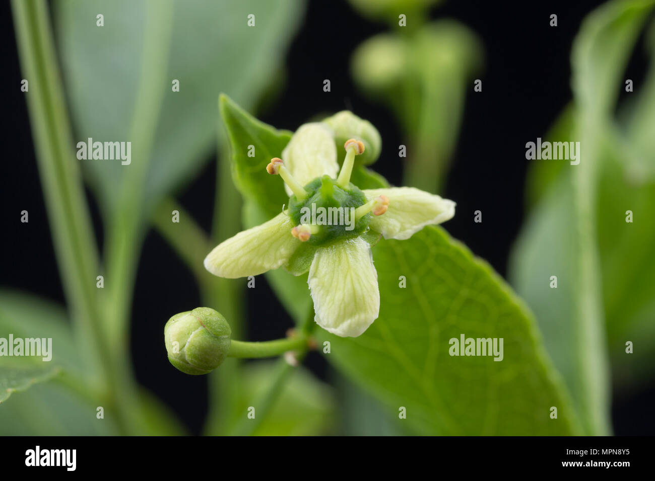 Flowers and buds of the spindle tree, Euonymus europaeus photographed ...