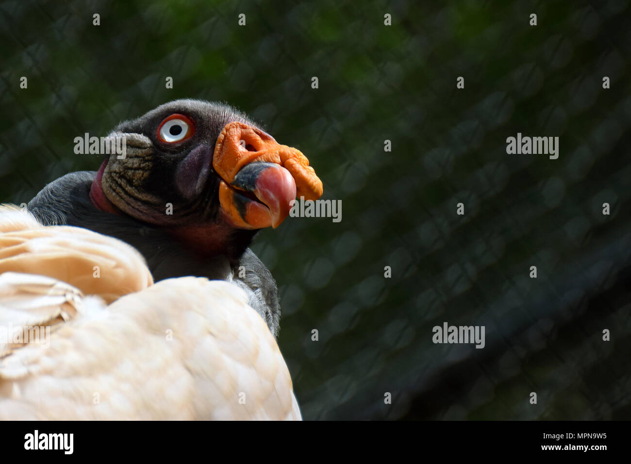 King vulture (Sarcoramphus papa) close up. Green blurred background. Stock Photo