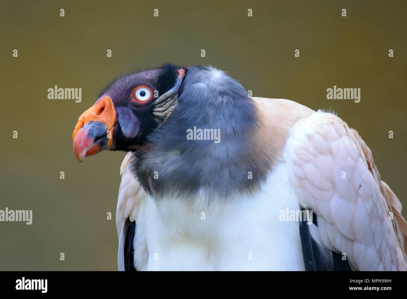 King vulture (Sarcoramphus papa) close up. Stock Photo