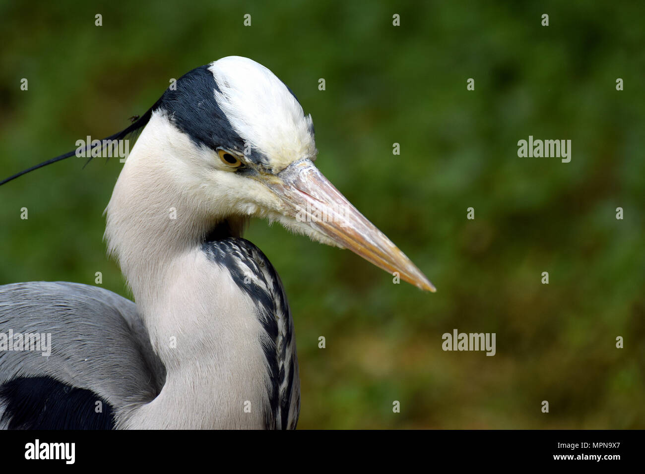 Close up of grey heron. Space for text. Stock Photo