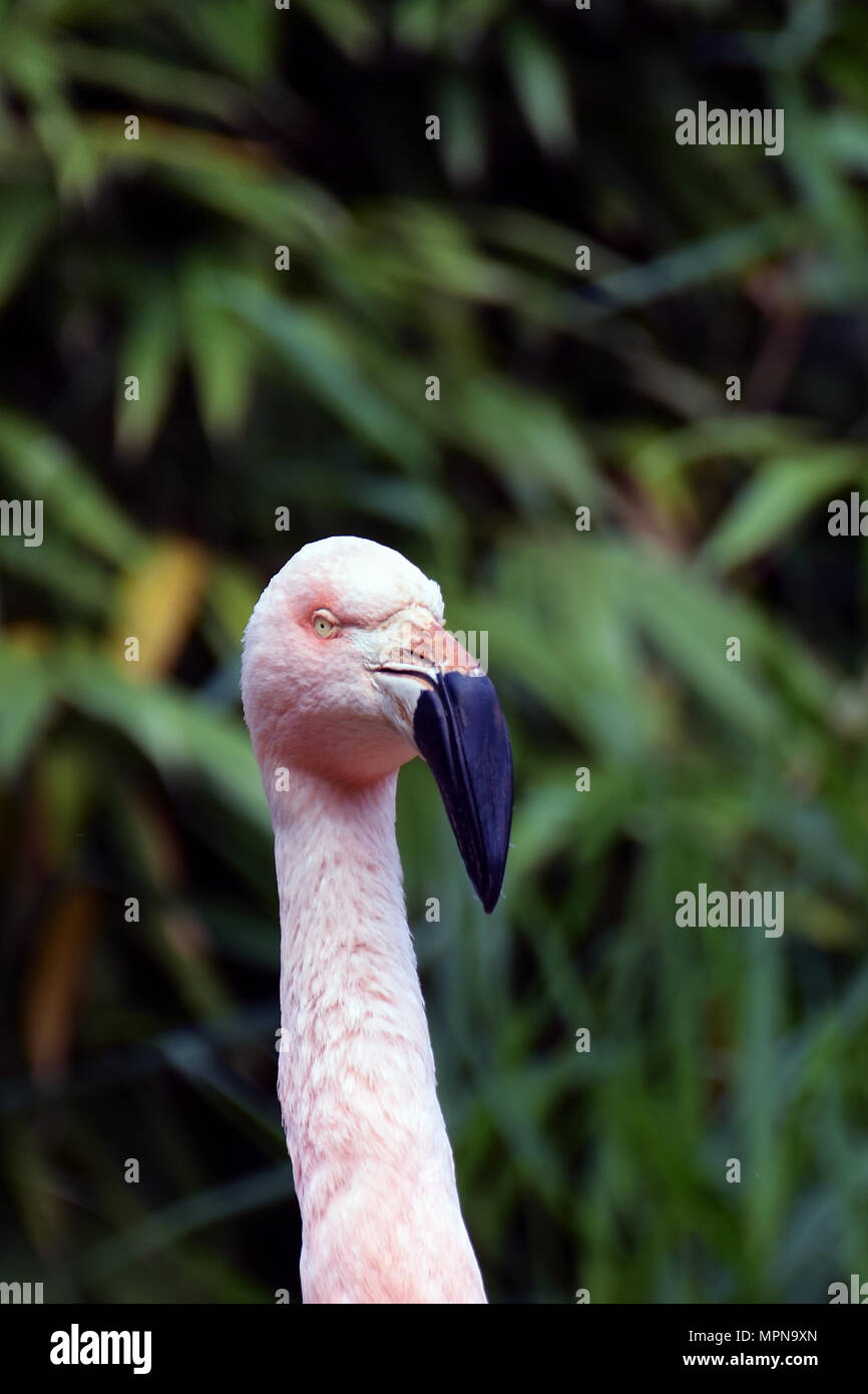 Chilean flamingo staring Stock Photo