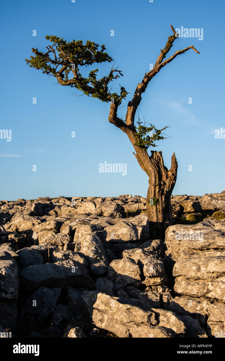 A lone tree amonst limestone pavement on Twistleton Scar above the village of Ingleton in the Yorkshire Dales Stock Photo