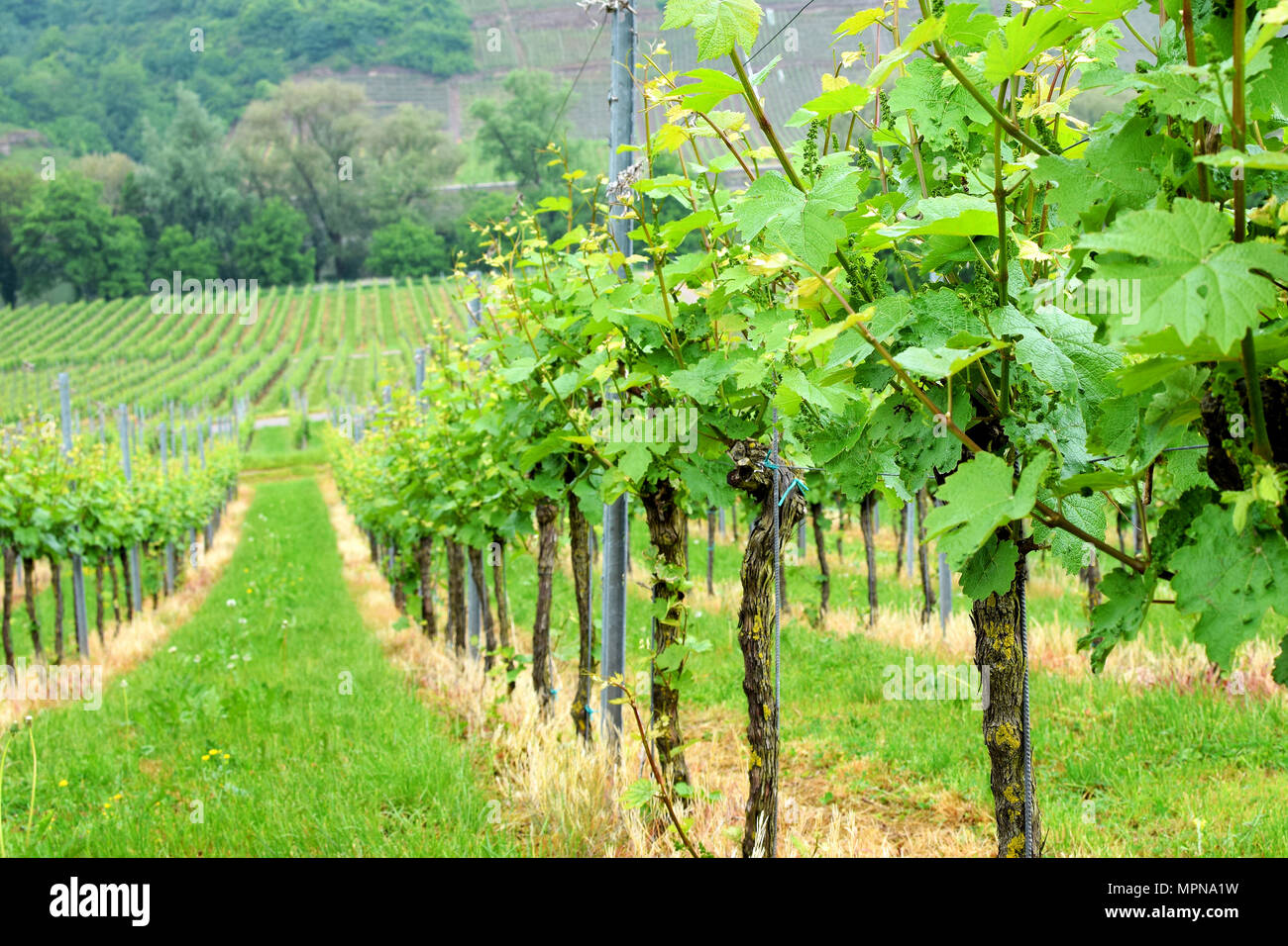 Vineyards at the Moselle Valley, Germany Stock Photo