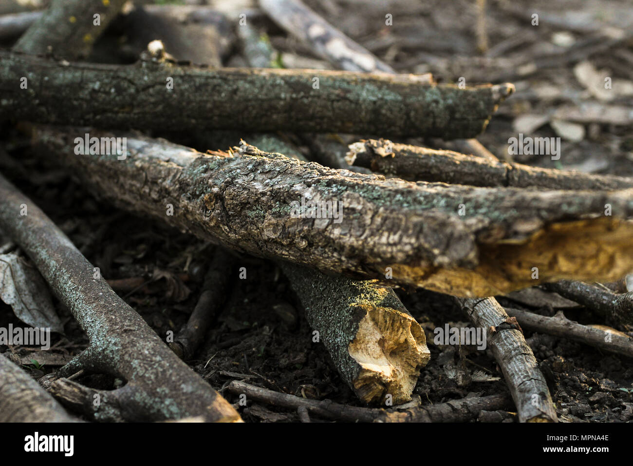 Dry branches hi-res stock photography and images - Alamy