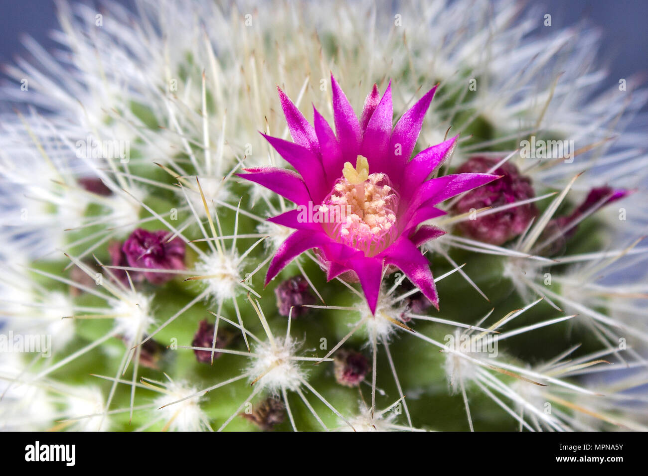 Mammillaria spinosissima, flower Stock Photo