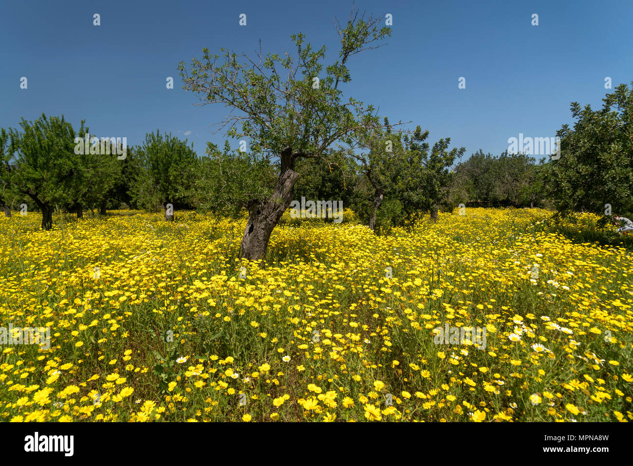 Wiese voller gelber Frühlingsblumen, Mallorca, Balearen, Spanien  | Spring meadow with yellow flowers, Majorca, Balearic Islands, Spain, Stock Photo