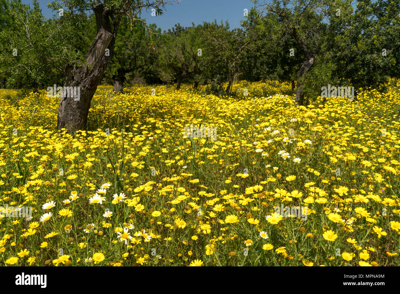 Wiese voller gelber Frühlingsblumen, Mallorca, Balearen, Spanien  | Spring meadow with yellow flowers, Majorca, Balearic Islands, Spain, Stock Photo