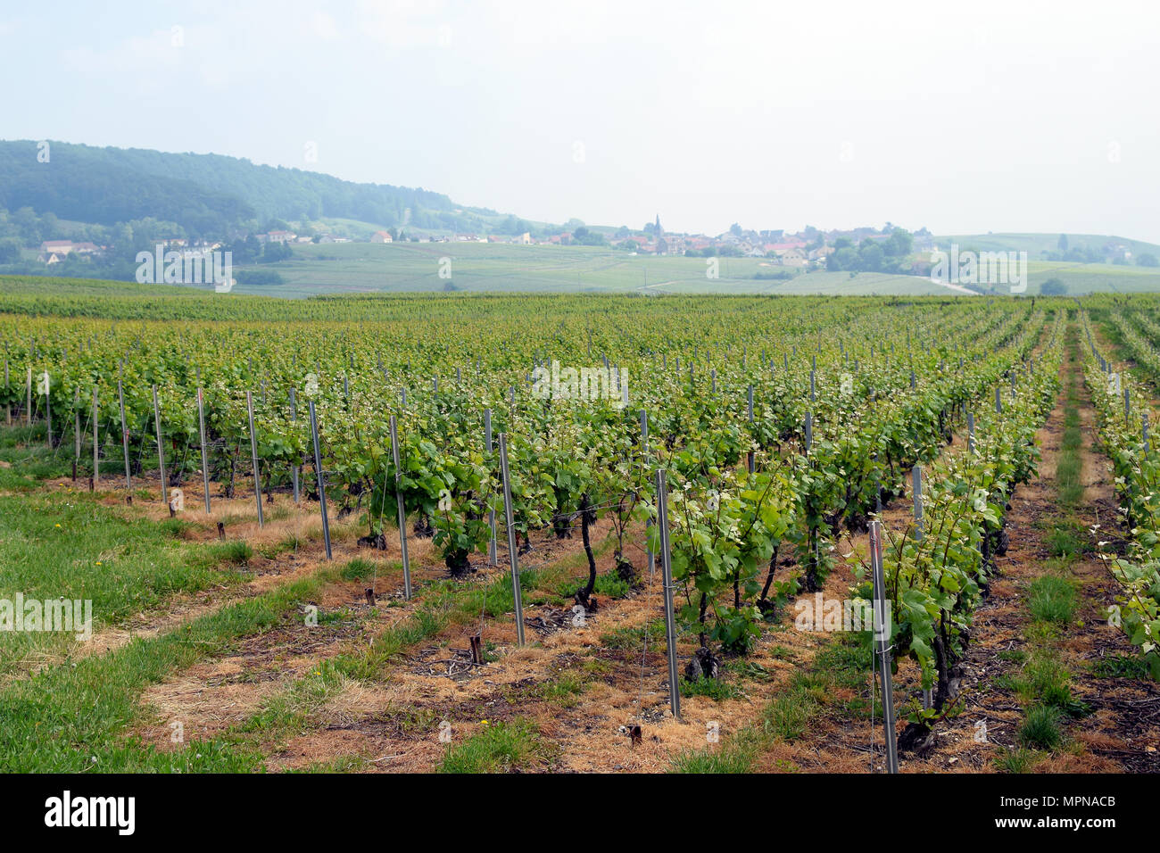 Champagne vineyard near Epernay, France Stock Photo