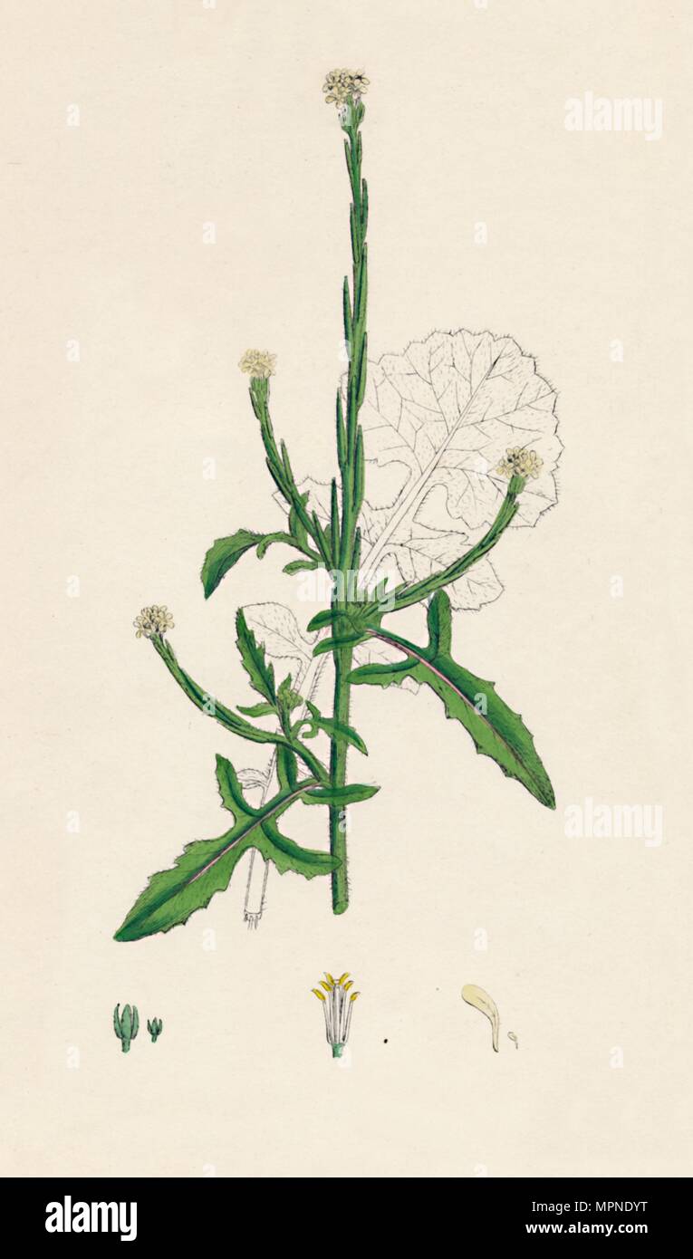 'Sisymbrium officinale. Common Hedge-mustard', 19th Century. Artist: Unknown. Stock Photo
