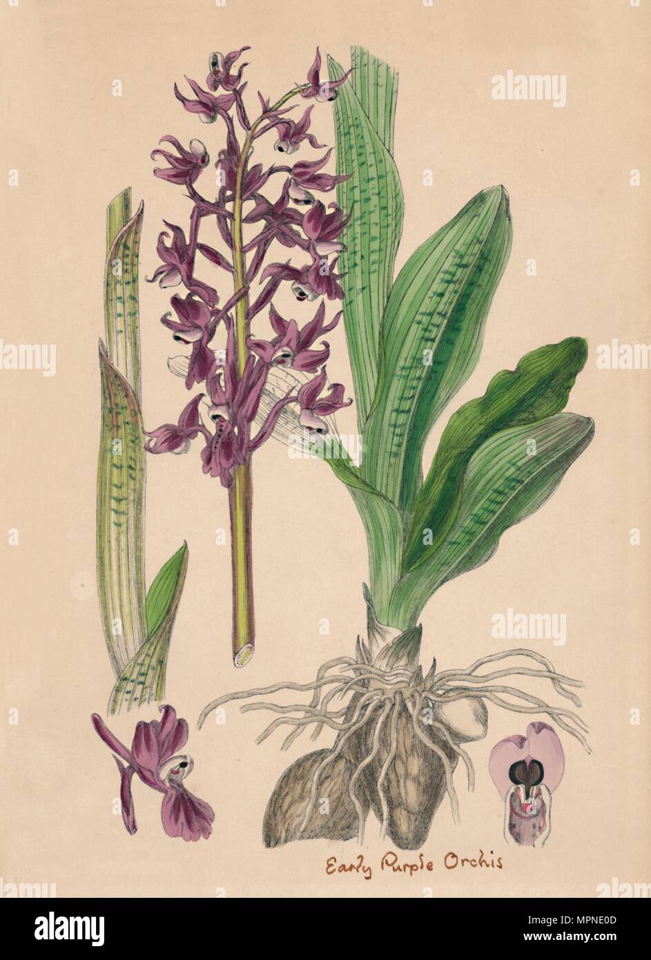 'Orchis mascula. Early purple Orchis', 19th Century. Artist: Unknown. Stock Photo