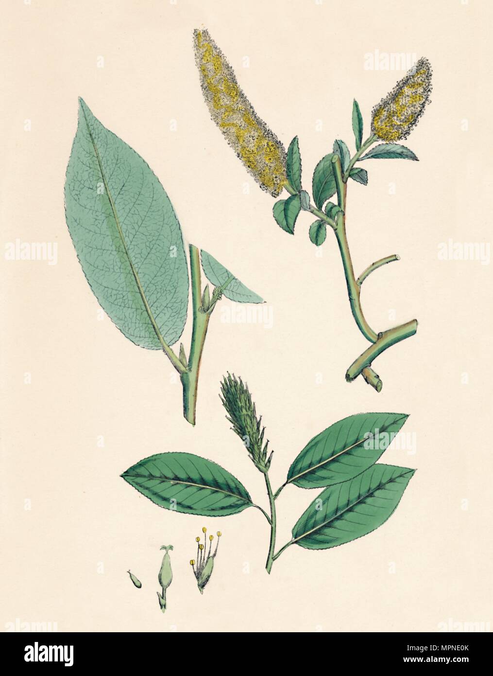 'Salix pentandra. Bay-leaved Willow', 19th Century. Artist: Unknown. Stock Photo
