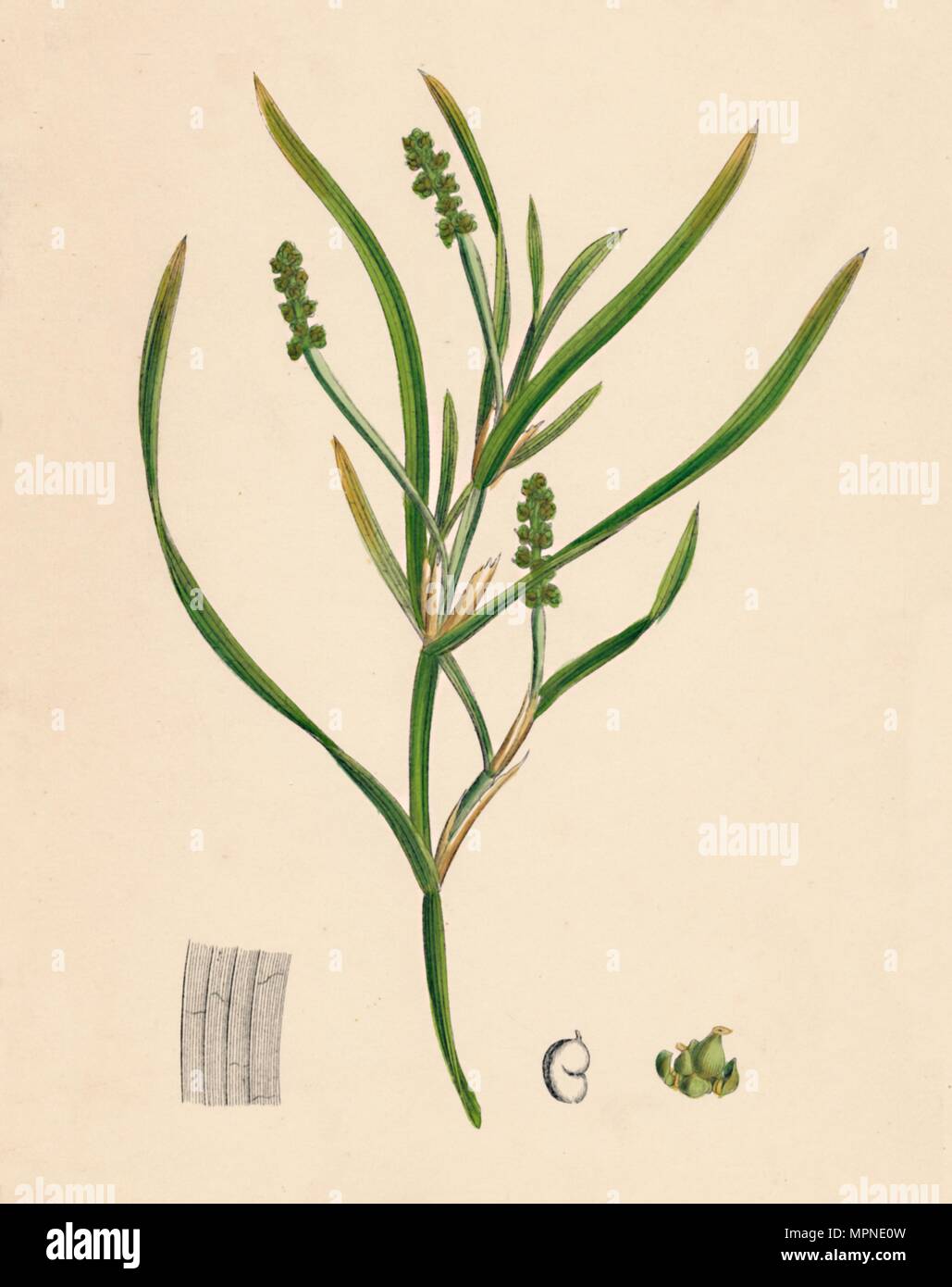 'Potamogeton zosterifolius. Grass-wrack-leaved Pondweed', 19th Century. Artist: Unknown. Stock Photo