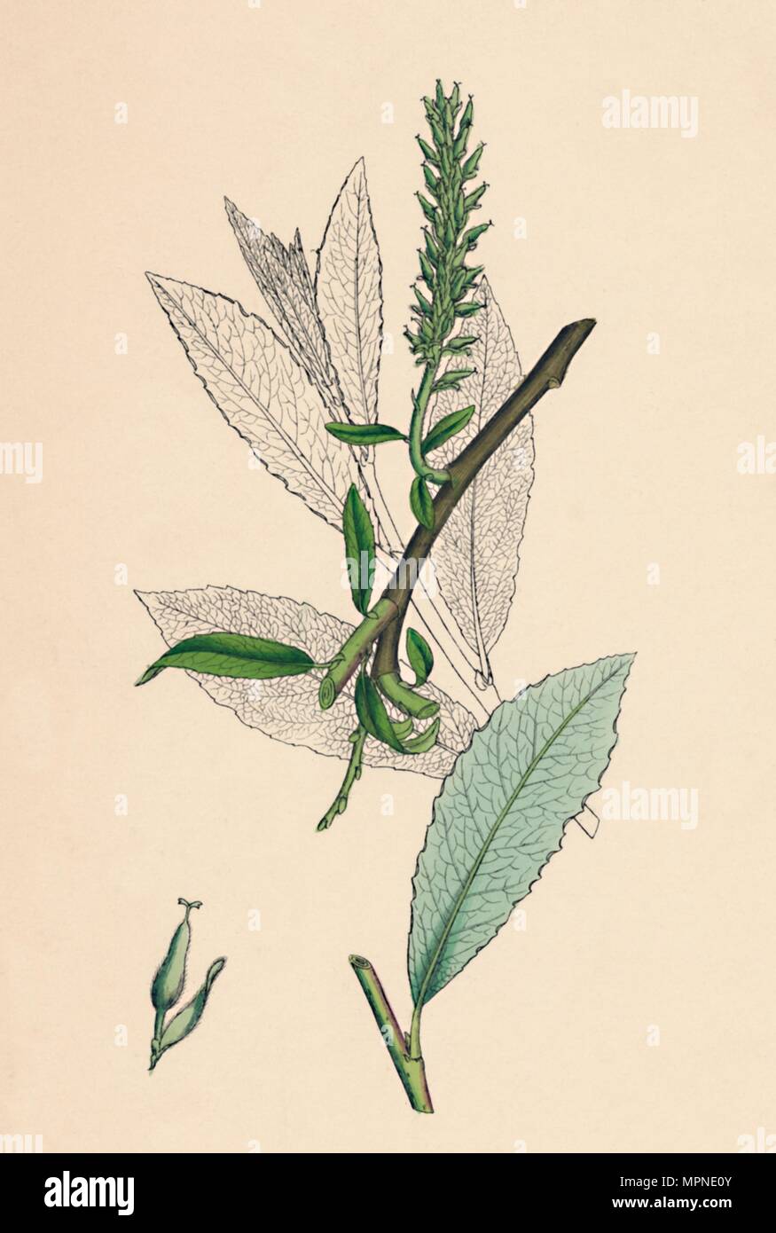 'Salix phylicifolia, var. radicans. Tea-leaved Sallow, var. a.', 19th Century. Artist: Unknown. Stock Photo