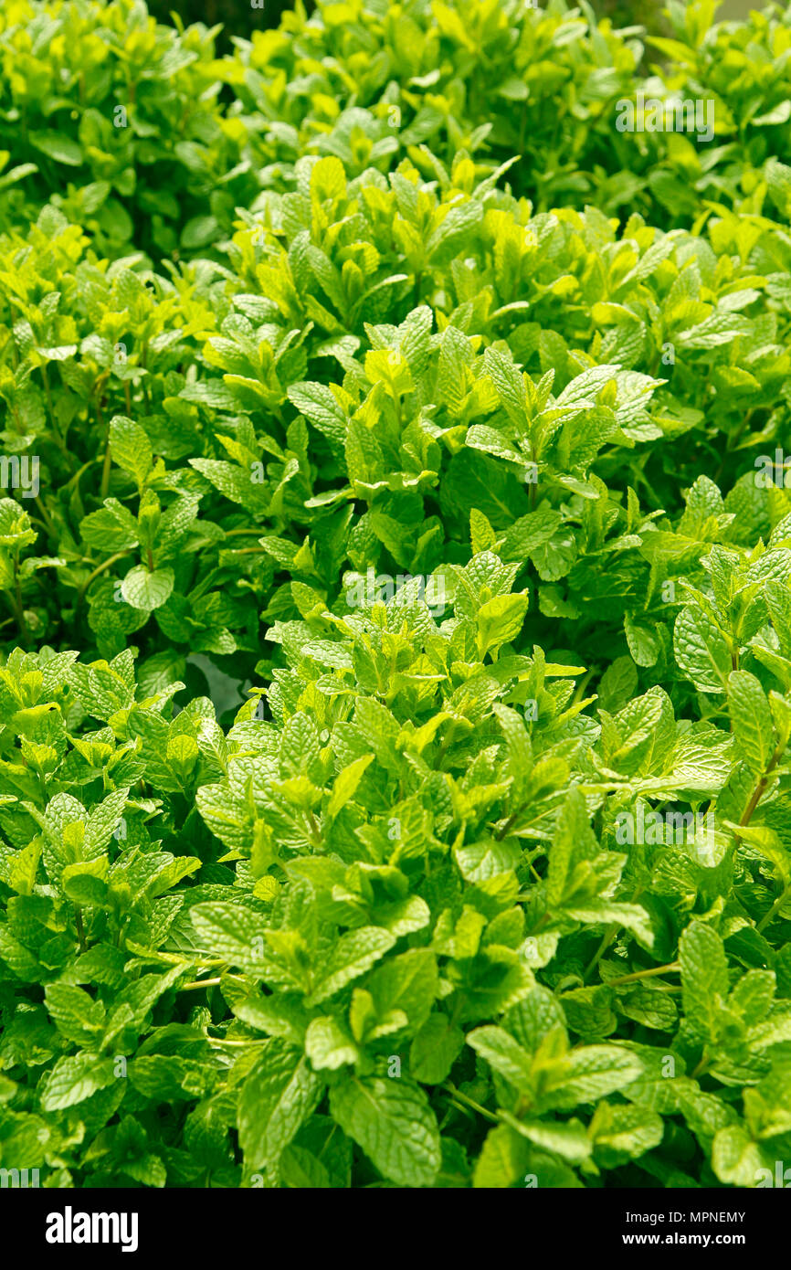 Mint plants. chlorophyll Stock Photo Alamy