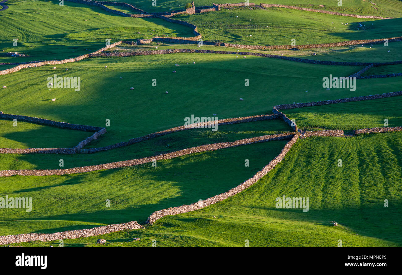 A patchwork of stone walled fields on the hills above Ingleton in the Yorkshire Dales caught in the late afternoon sun Stock Photo