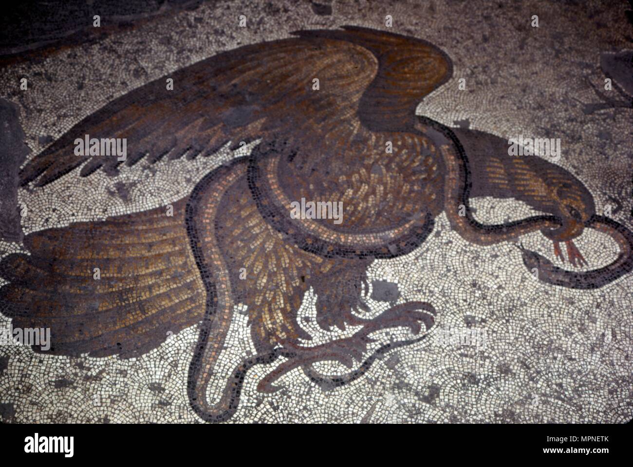 Eagle fights a snake, detail of Byzantine Floor Mosaic at Great Palace, Istanbul, 6th century Artist: Unknown. Stock Photo