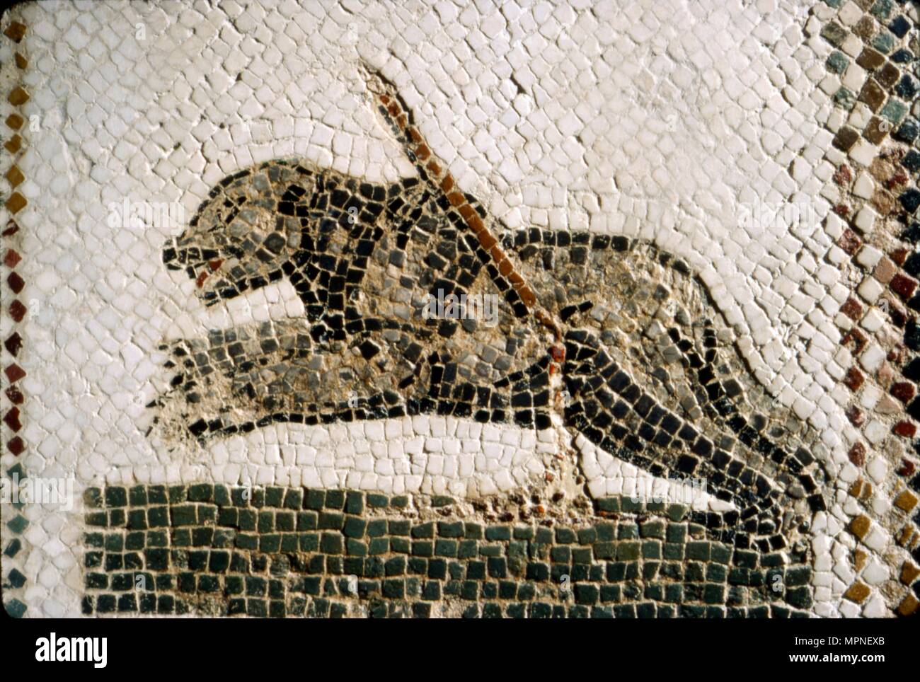 Roman Mosaic detail of Bear, from Diana the Huntress, Thuburbo Majus, Tunisia, c4th century. Artist: Unknown. Stock Photo