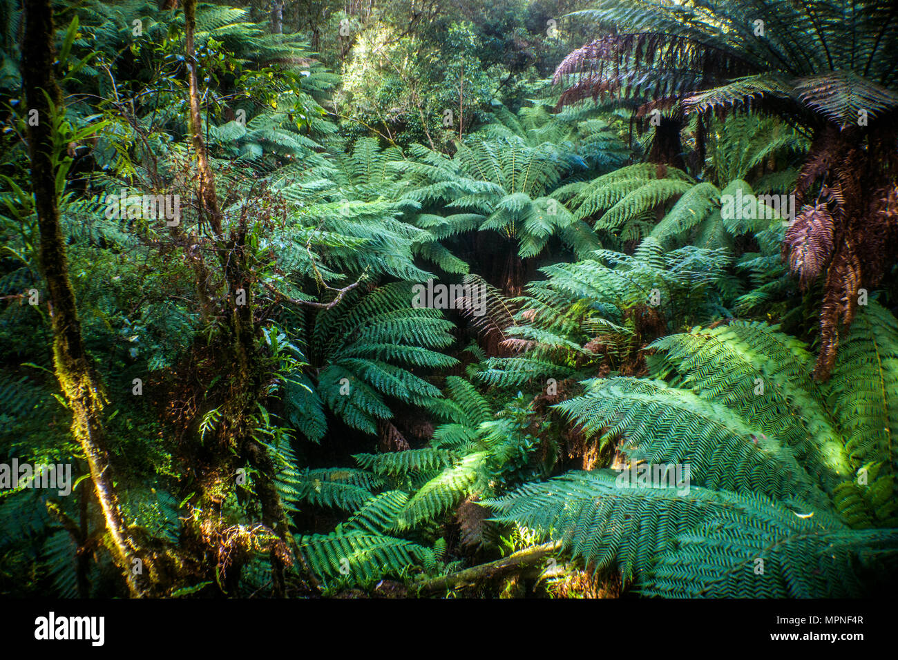 View of rainforest on the Great Ocean Road, Victoria, Australia. Stock Photo