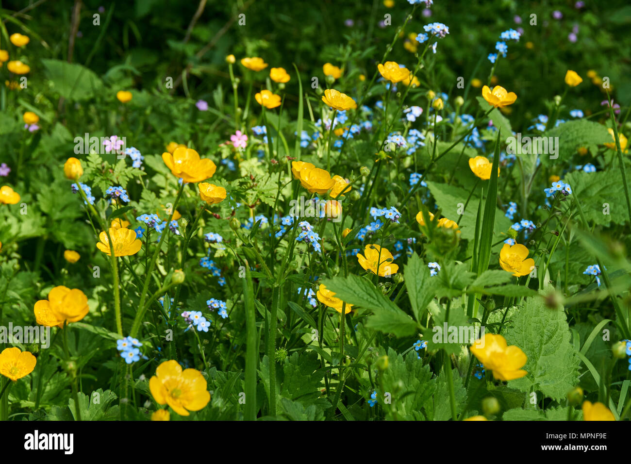Wild buttercups and forget me nots in spring provide much needed food and nectar for early pollinators, such as bees and hoverflies Stock Photo