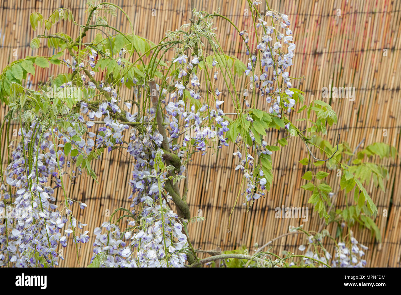 Wisteria floribunda. Wisteria in front of a bamboo screen. UK Stock Photo