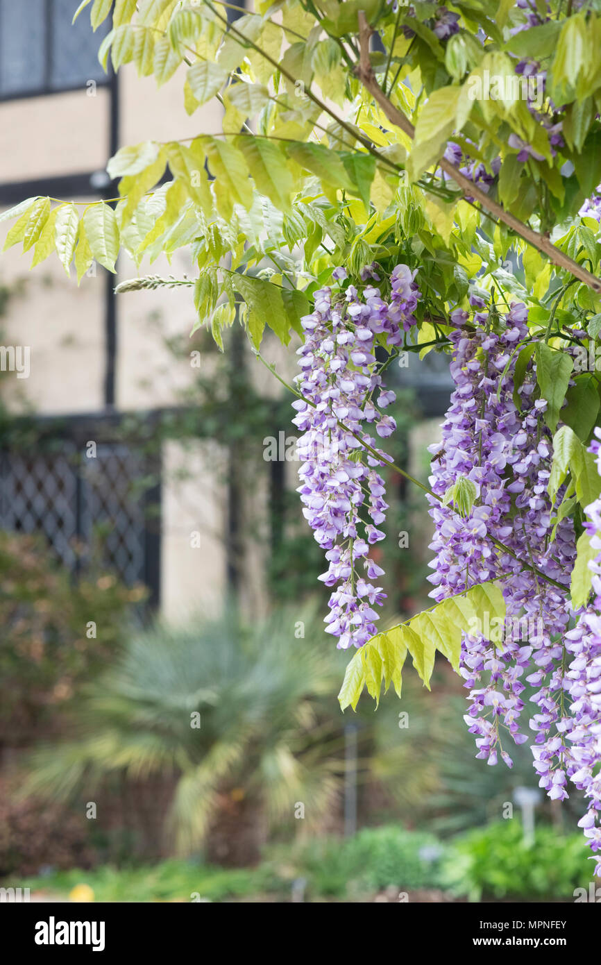 Wisteria sinensis. Chinese wisteria in front of the laboratory at RHS