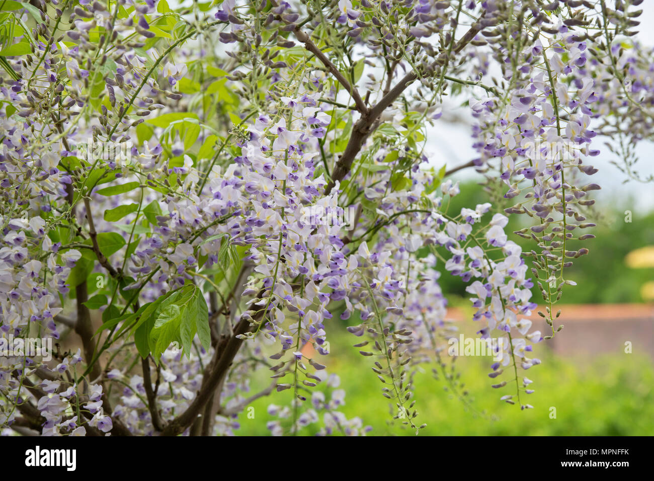 Wisteria sinensis. Chinese wisteria at RHS Wisley Gardens. Surrey. England Stock Photo