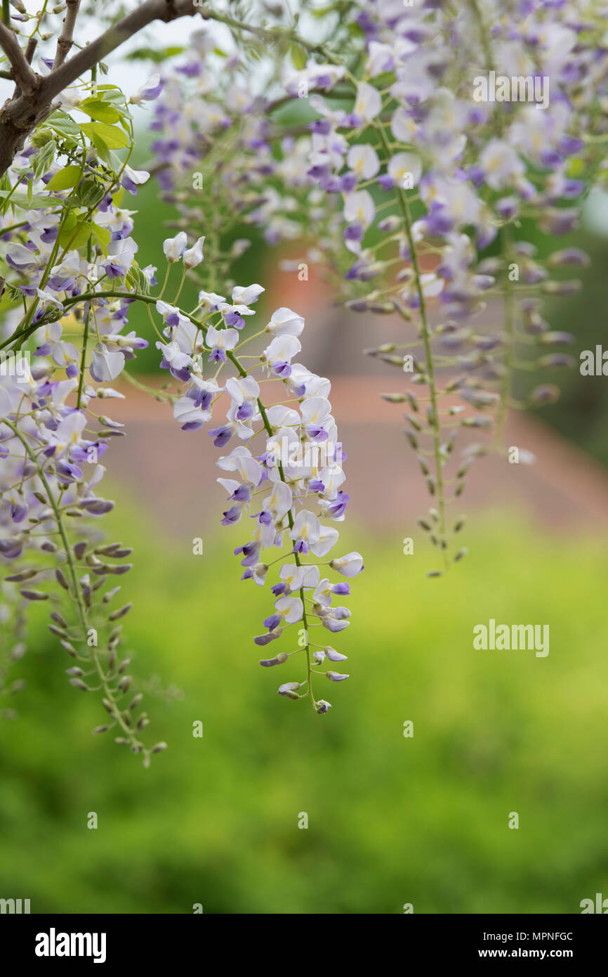 Perennial gardens hires stock photography and images Alamy