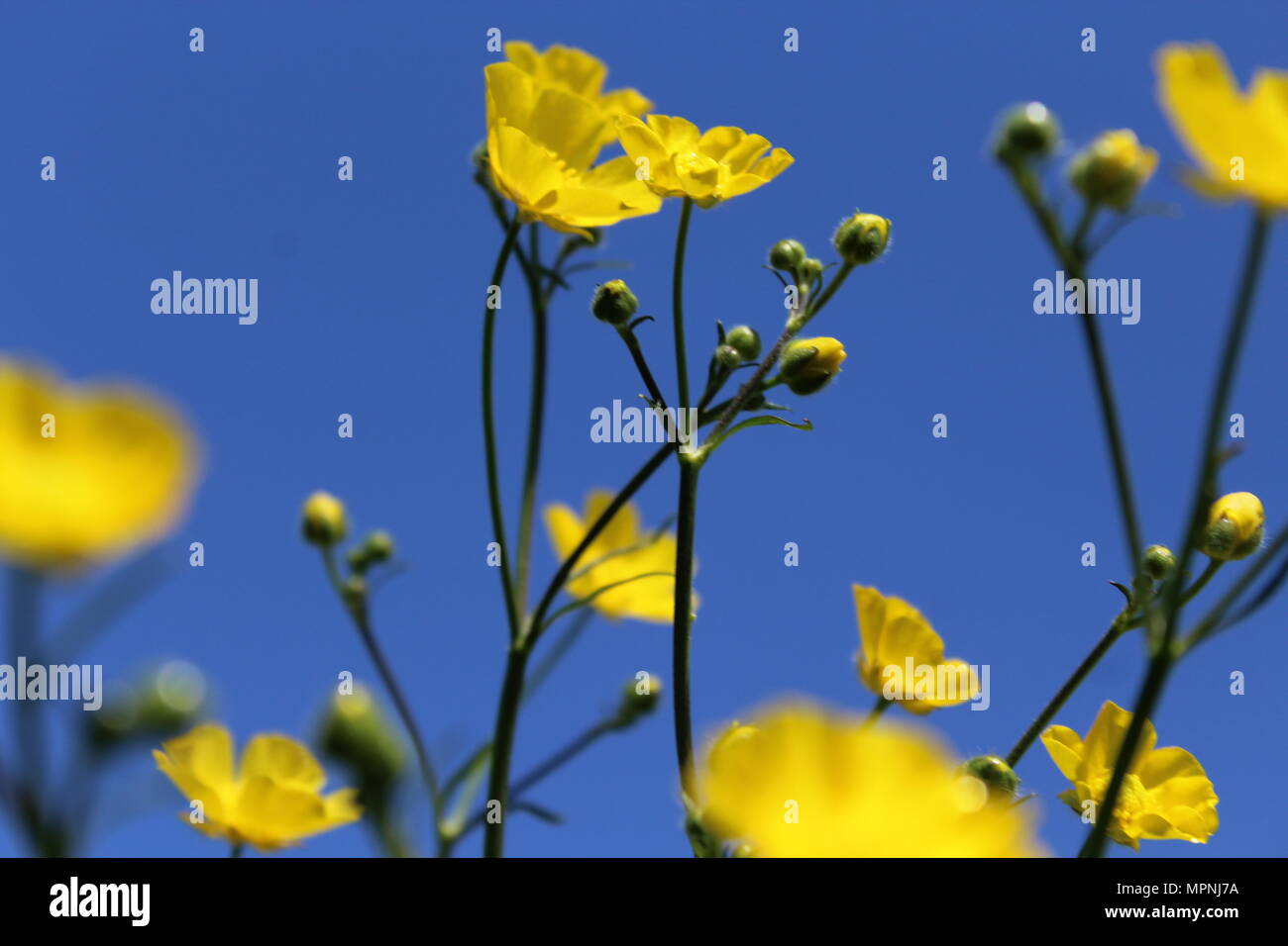 British Wild flowers Stock Photo Alamy