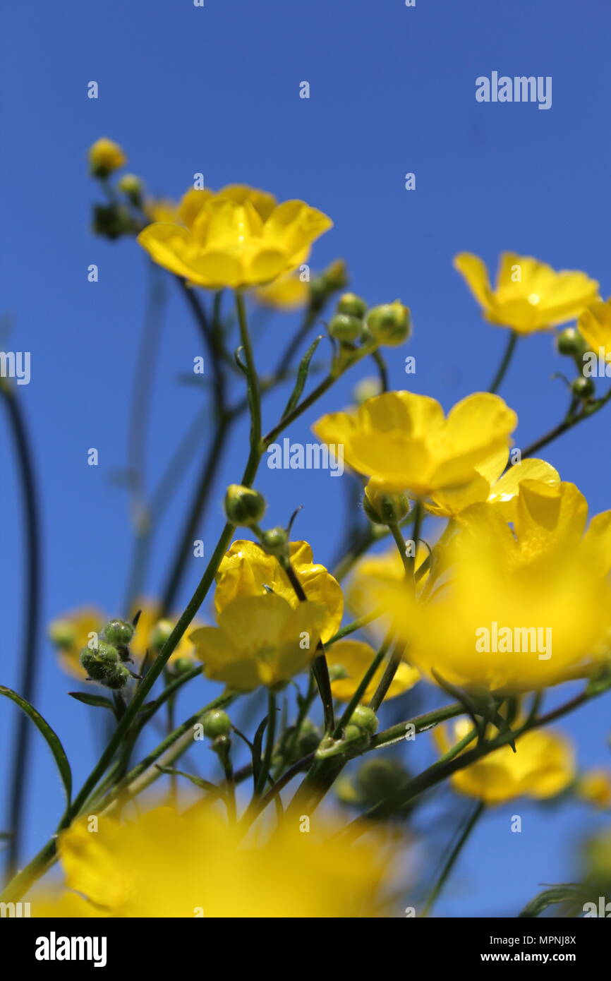 British Wild flowers Stock Photo Alamy