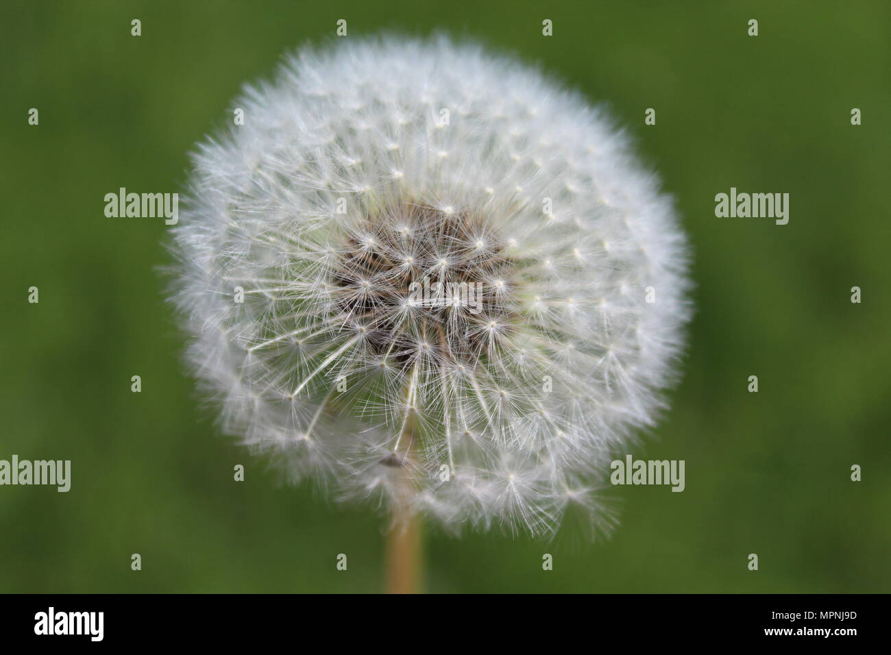 British Wild flowers Stock Photo - Alamy