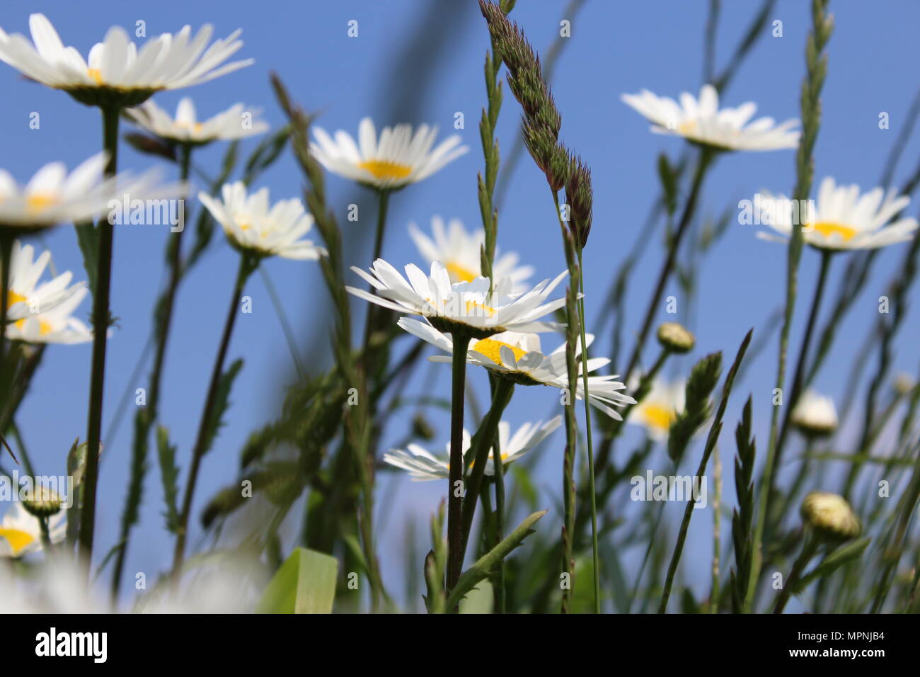 British Wild flowers Stock Photo Alamy