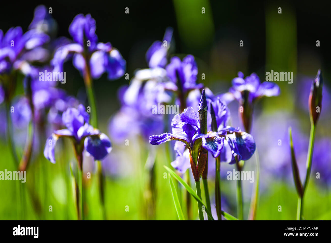 Blooming in the garden of purple spring flowers Stock Photo