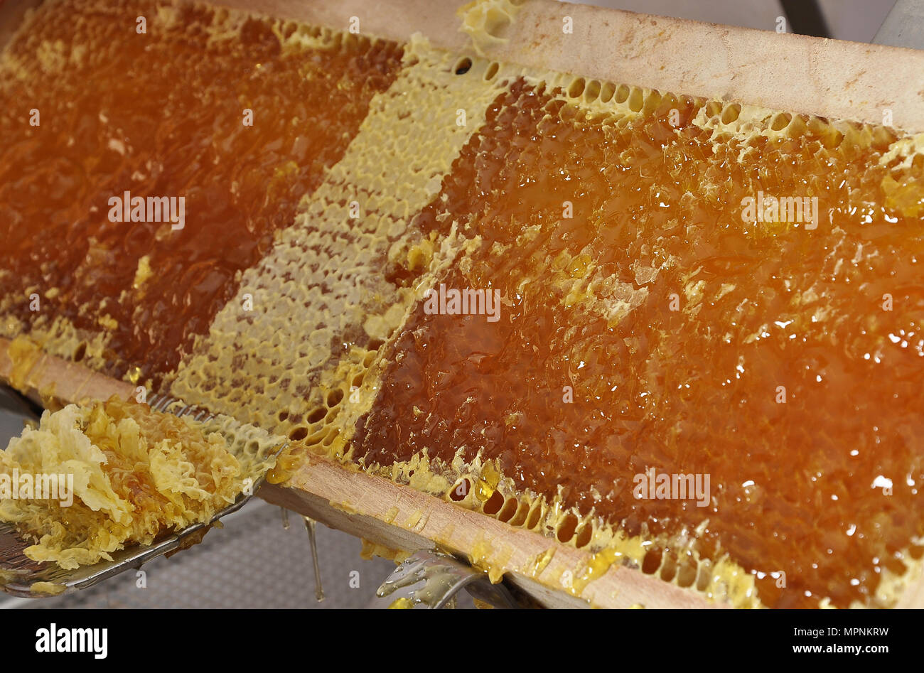 Uncapped honeycomb with uncapping fork Stock Photo