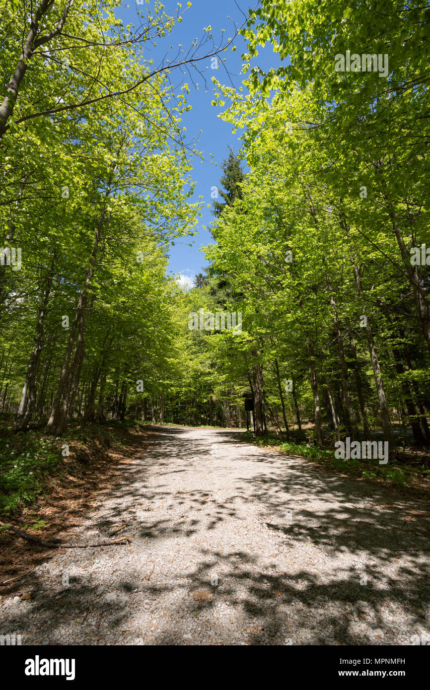 Gravel road through the sunlit lush green forest in Gorski kotar, Croatia Stock Photo