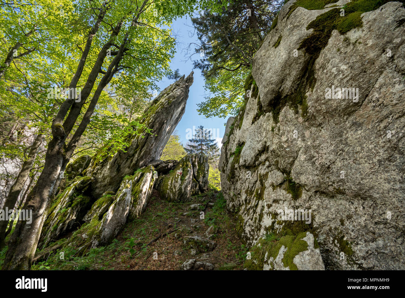 Tilted eroded limestone rock along the hiking path in Bijele stijene strict nature reserve, Croatia Stock Photo